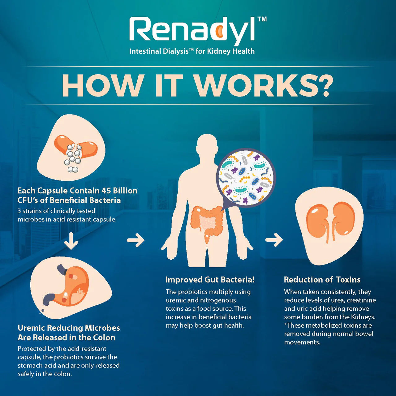 Renadyl™ - Kidney Health Supplement 60 capsules - Needs Refrigeration