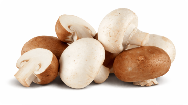 Agaricus