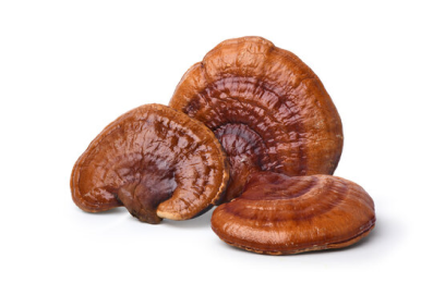 Reishi