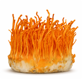 Cordyceps