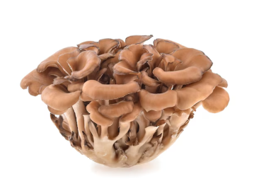 Maitake