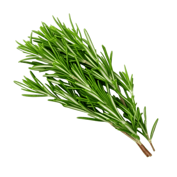 Rosemary