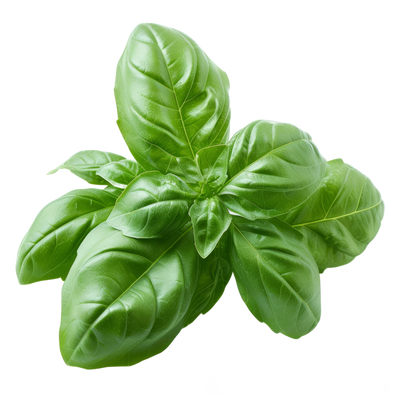 Basil